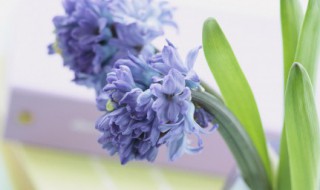 描写花的诗词 描写花的诗句