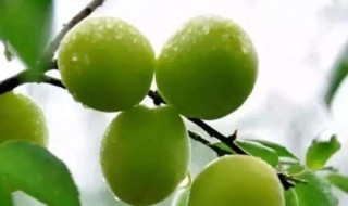 梅的腌制方法 需要放进冰箱吗