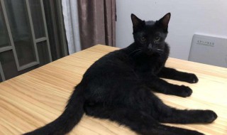 家里为什么不能养黑猫 不能养黑猫原因