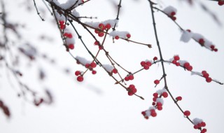 雪花飞扬是成语吗 雪花飞扬的介绍