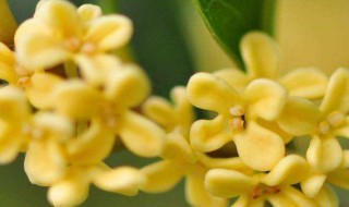 桂花阴干的正确做法 桂花阴干的做法