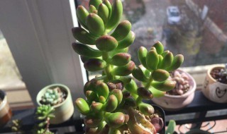 丸叶松绿扦插方法 丸叶松绿怎么扦插