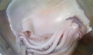 洗鱿鱼的正确方法 具体需要怎么清洗