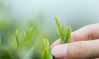 四大名茶之一的龙井茶产自哪里 龙井茶有何特点