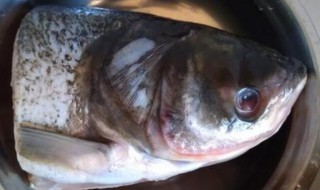 鱼头炖制方法 如何炖制鱼头