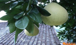 柚子的叶怎么保存 保存柚子叶的方法