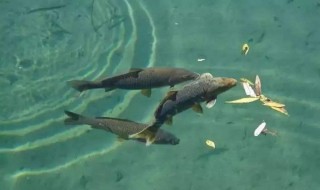 晚上夜钓钓草鱼技巧 怎么更容易钓上鱼