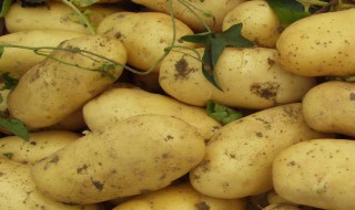 土豆颗粒怎么做 土豆颗粒的做法