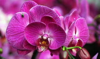 怎么处理蝴蝶兰侧芽 蝴蝶兰侧芽处理的方法