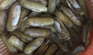 蛏子怎么能处理干净 需要在水中添加什么吗