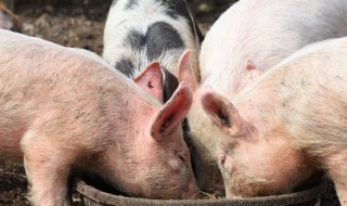 制作猪饲料方法 猪的精饲料的制作方法分享
