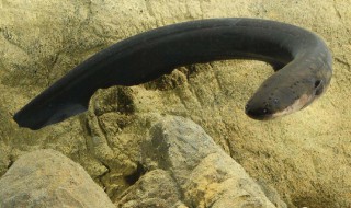 电鳗养殖技巧 电鳗养殖有什么技巧