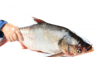 白鲢鱼怎么处理内脏 这种清理方法最易上手