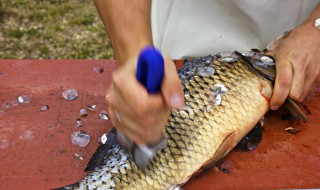 鱼身上鳞片怎么处理 快速去鱼鳞方法分享