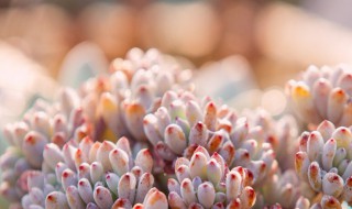 多肉寄生虫怎么处理 多肉招虫一招除尽