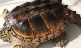 鳄龟过冬方法 龟怎么过冬