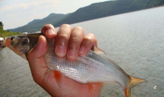 秋冬钓红尾鲴技巧 秋冬钓红尾鲴技巧有哪些