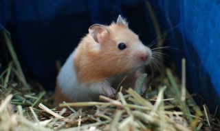 金丝鼠养殖方法 有什么限制呢