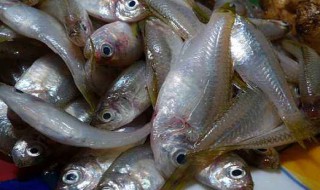 杉马鱼如何做汤 杉马鱼汤的做法