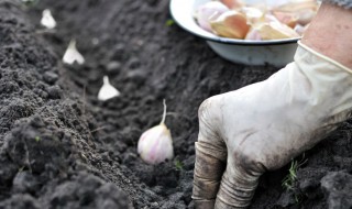 种大蒜用什么肥料好 种植大蒜有什么施肥技巧