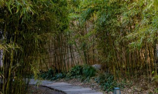 屋后种什么树风水好 这五种树最常见