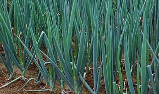 大葱保存方法 保存大葱的妙招