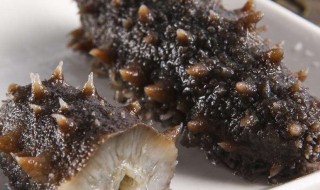 海参的保存方法 怎么保存海参