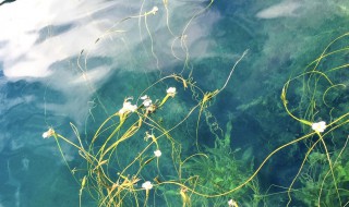 海菜花生长有利条件 海菜花开花吗