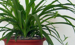 种吊兰有什么方法 种植吊兰的步骤