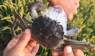 稻田螃蟹怎么做 需要什么酱料呢