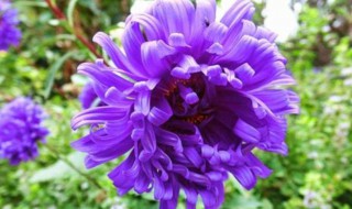 紫菊的种植方法 紫菊如何种植