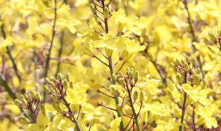 连翘树修剪方法 修剪连翘树的方法