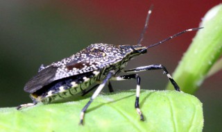 臭屁虫去除方法 臭屁虫怎么去除