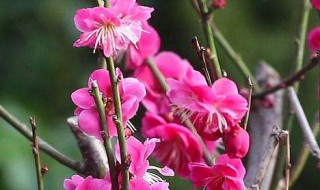 梅的养殖方法 需要注意什么内容