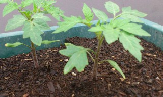 家里室内栽西红柿需要怎样做 是否要通风呢