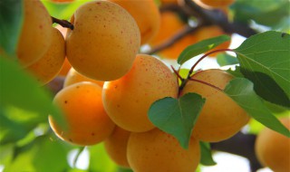 山杏快速去皮方法 山杏快速去皮方法是什么