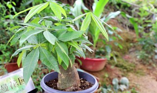 发财树复活的方法 挽救枯死的发财树只需要5步