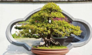 养雀梅的正确方法 雀梅的种植方法