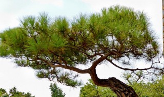 如何做迎客松盆景 盆景迎客松怎么制作？