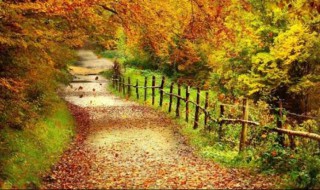 美丽的秋天300字作文 美丽的秋天300字作文范文