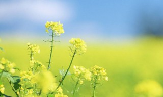 油菜花的作文300字 我看到了漂亮的油菜花田