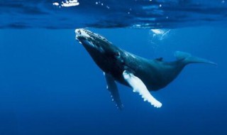 鲸的自述400字五年级 大家应该也了解我了吧