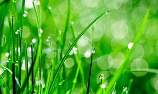 描写绿色的四字词语 描写绿色的四字词语有哪些