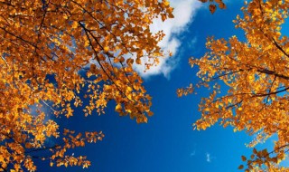 美丽的秋天作文200字 美丽的秋天作文200字范文