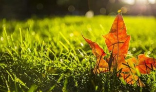 秋天的树叶作文500字 秋天的树叶作文500字范文