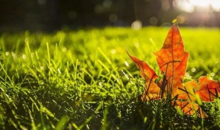 美丽的秋天300字 美丽的秋天300字范文