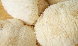 新鲜猴头菇的简单做法 新鲜猴头菇的简单做法有哪些