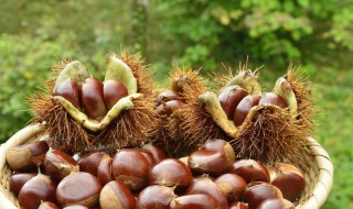 从树上摘的板栗怎么处理 壳应该这样去