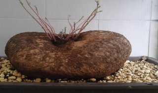 山乌龟的炮制方法 山乌龟的简介