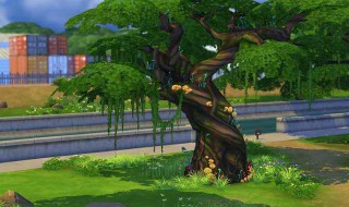 树皮长期保存方法 如何保存树皮